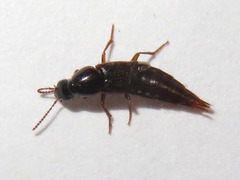 Quedius maurorufus
