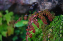 Adiantum concinnum
