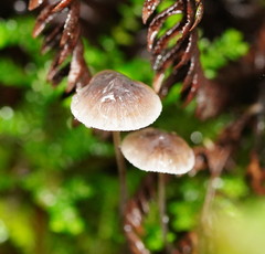 Mycena austrofilopes