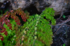 Adiantum concinnum