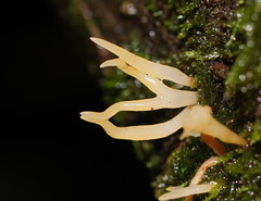 Calocera sinensis