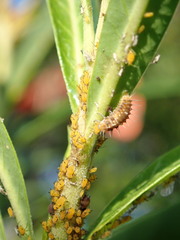 Apolinus lividigaster
