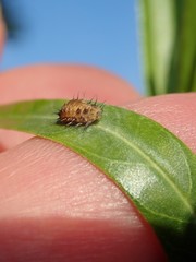 Apolinus lividigaster