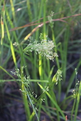 Cyperus leptocladus