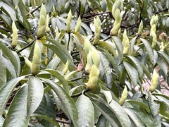 Machilus kwangtungensis