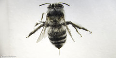 Anthophora leucophaea