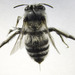 Anthophora leucophaea - Photo (c) Chema Catarineu, some rights reserved (CC BY-NC), uploaded by Chema Catarineu
