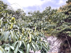 Machilus kwangtungensis