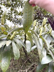 Machilus kwangtungensis