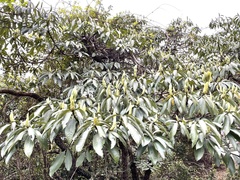 Machilus kwangtungensis