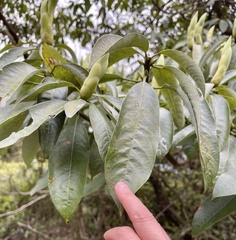 Machilus kwangtungensis