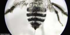 Anthophora leucophaea