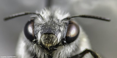 Anthophora leucophaea