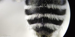 Anthophora leucophaea