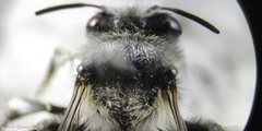 Anthophora leucophaea