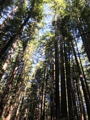 Sequoia