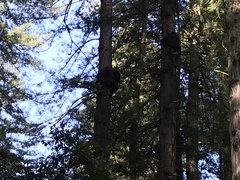 Sequoia