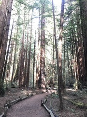 Sequoia