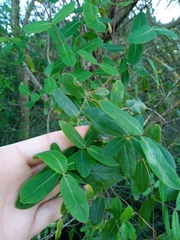 Lonicera implexa