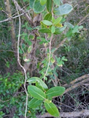 Lonicera implexa
