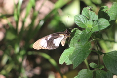 Papilio dardanus