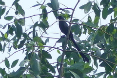 Crypsirina temia