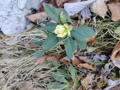 Daphne blagayana