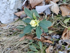Daphne blagayana