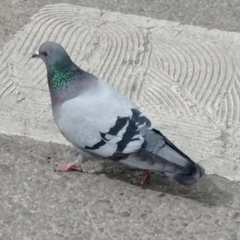 Columba livia domestica