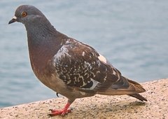 Columba livia domestica