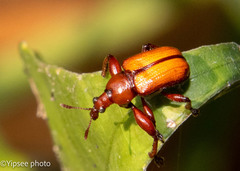 Henicolabus
