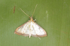Triuncidia eupalusalis