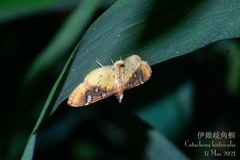 Cotachena histricalis