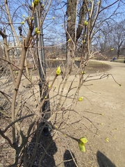 Magnoliopsida