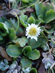 Brachyscome radicata