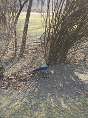 Corvus cornix