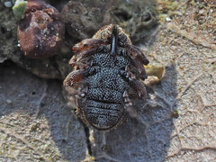 Trichosirocalus