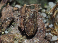 Trichosirocalus