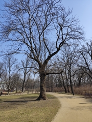 Magnoliopsida