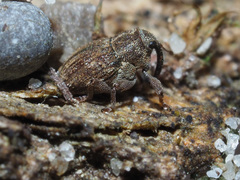 Trichosirocalus