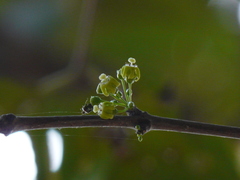 Meyna laxiflora