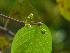 Meyna laxiflora