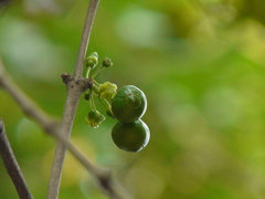 Meyna laxiflora