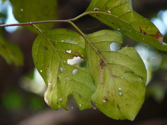 Meyna laxiflora