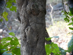 Meyna laxiflora