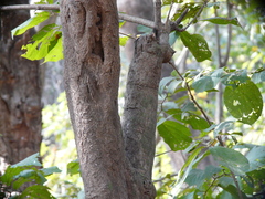 Meyna laxiflora