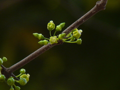 Meyna laxiflora