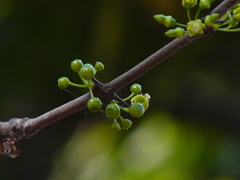 Meyna laxiflora