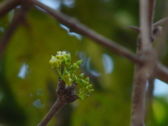Meyna laxiflora