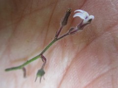 Lobelia ardisiandroides
